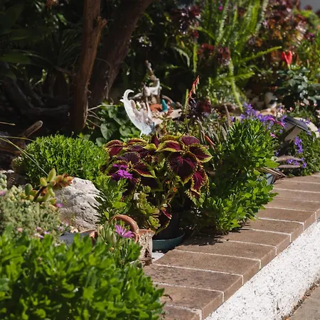Giglio Del Conero Numana