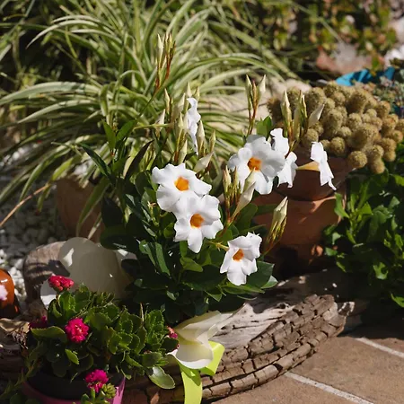 Giglio Del Conero 4*