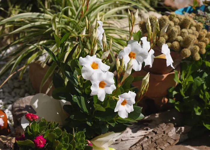 Giglio Del Conero 3*